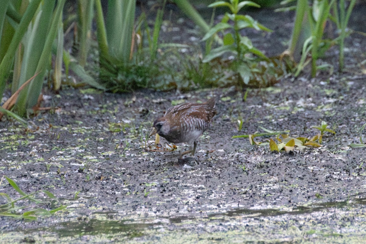 Sora - ML642329987