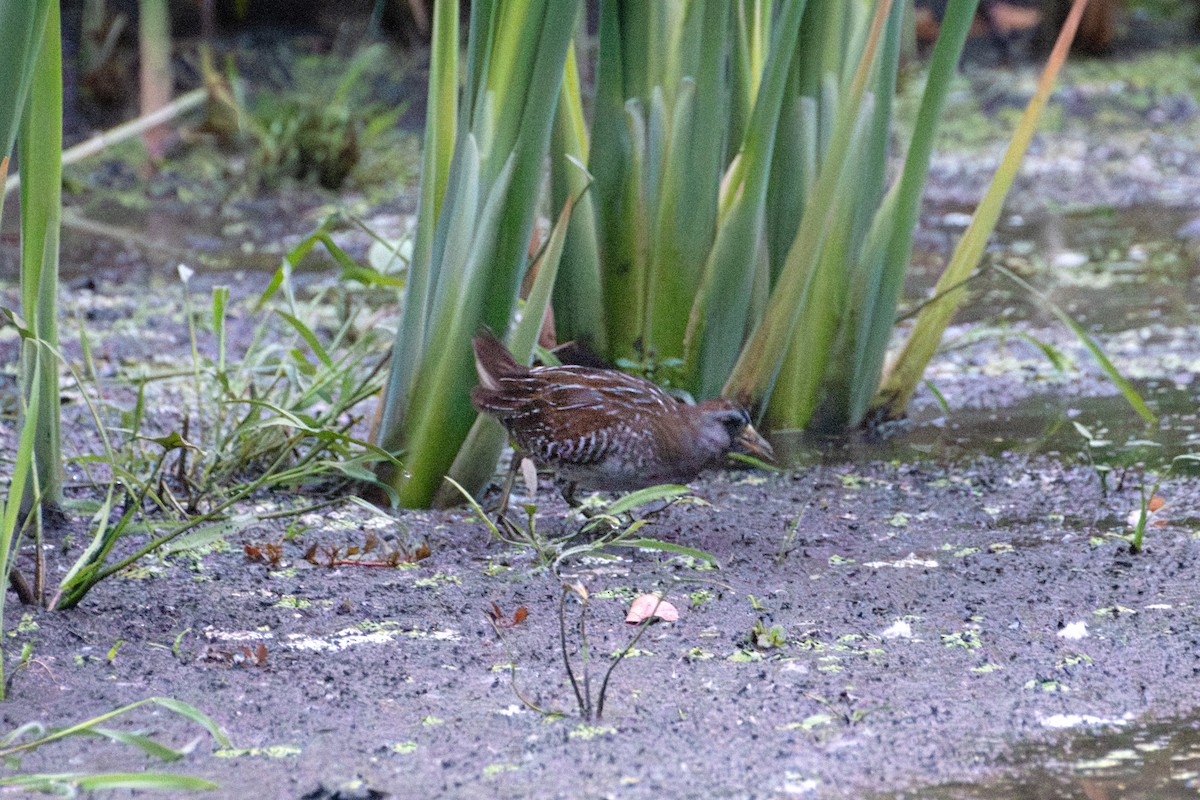 Sora - ML642329988