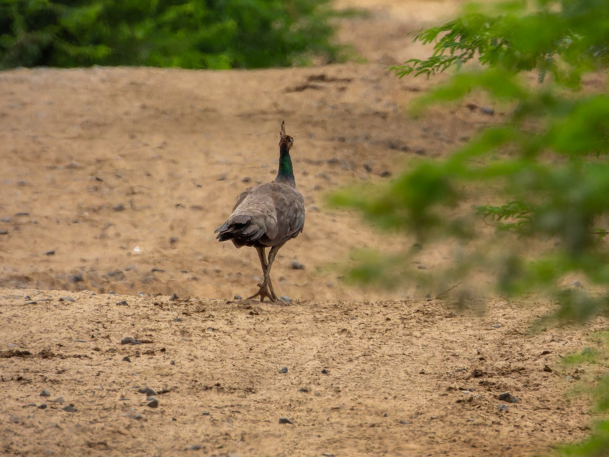 Pfau - ML642329992