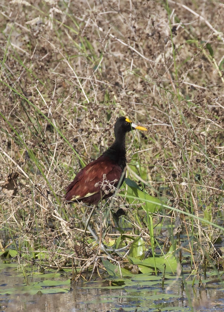 Northern Jacana - ML642330023