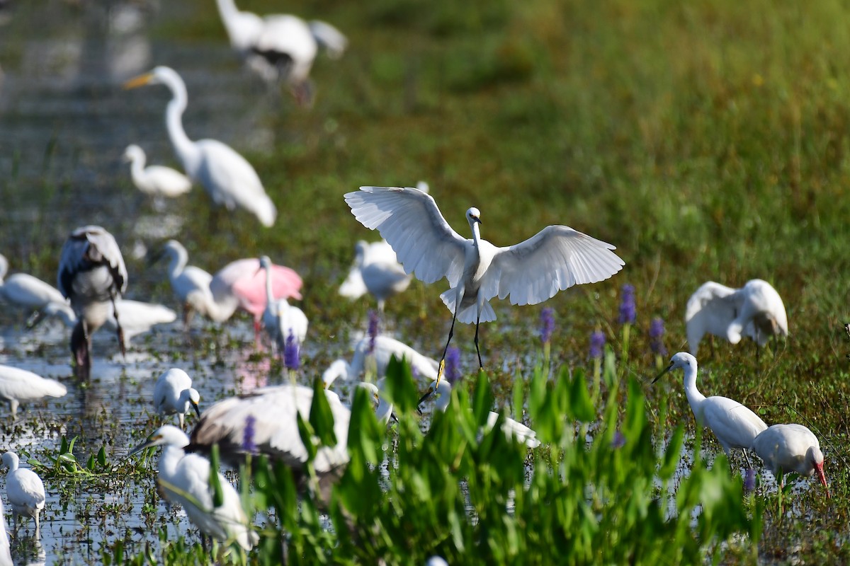 Roseate Spoonbill - ML642330046