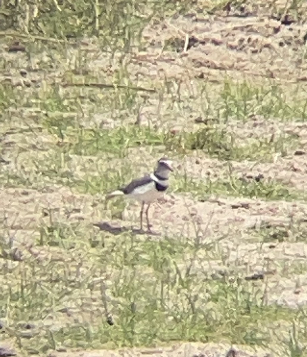 Three-banded Plover - ML642330051