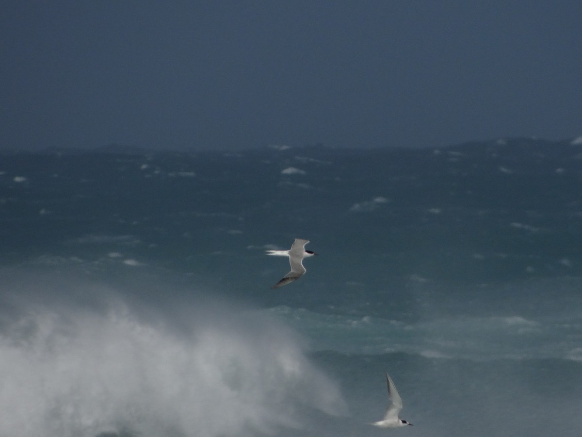 Antarctic Tern - ML642330099