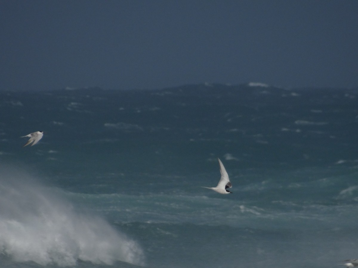 Antarctic Tern - ML642330100