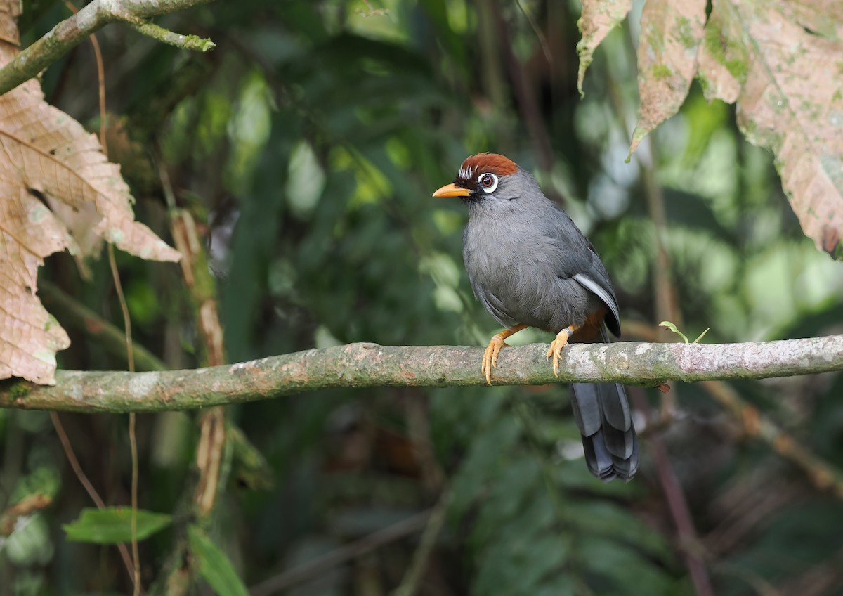 Chestnut-capped Laughingthrush - ML642330101