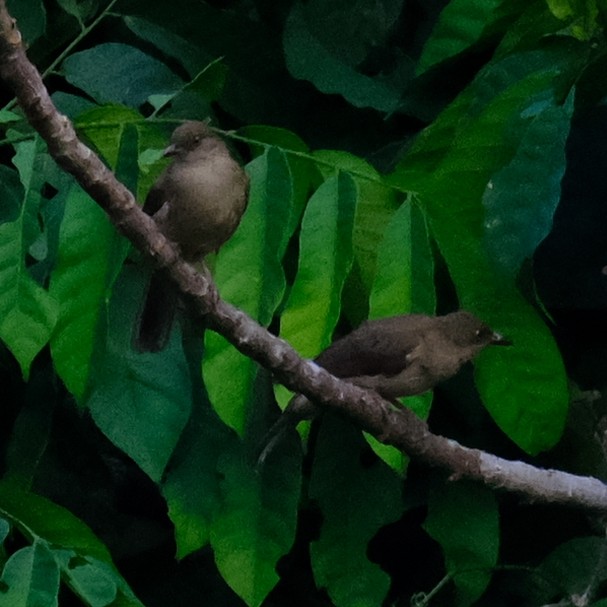Red-eyed Bulbul - ML642330127