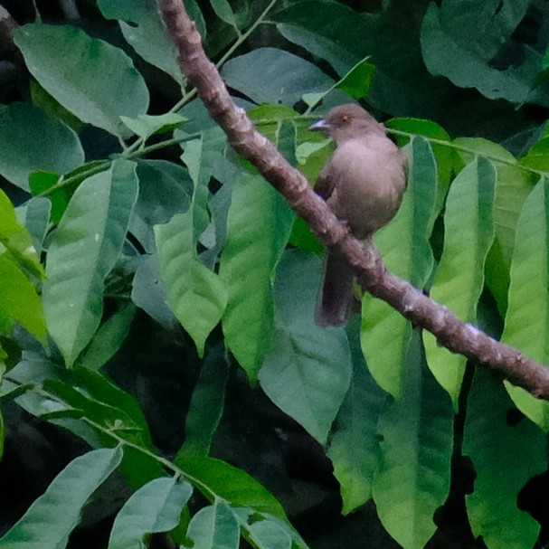 Red-eyed Bulbul - ML642330128
