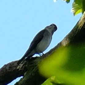 Pale-faced Bulbul - ML642330148