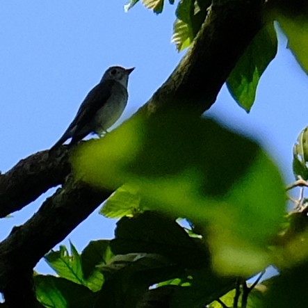 Pale-faced Bulbul - ML642330149