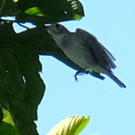 Pale-faced Bulbul - ML642330150