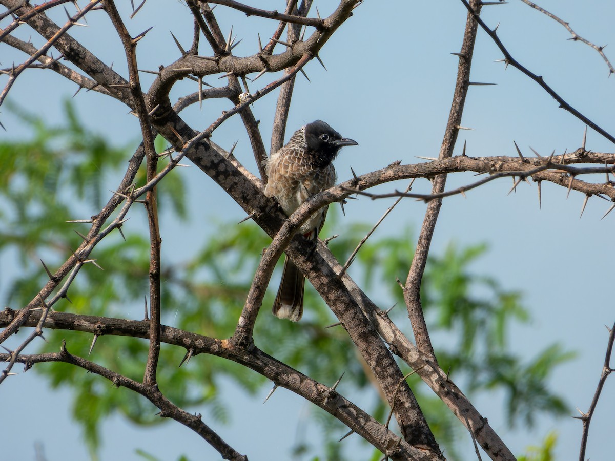 Red-vented Bulbul - ML642330176