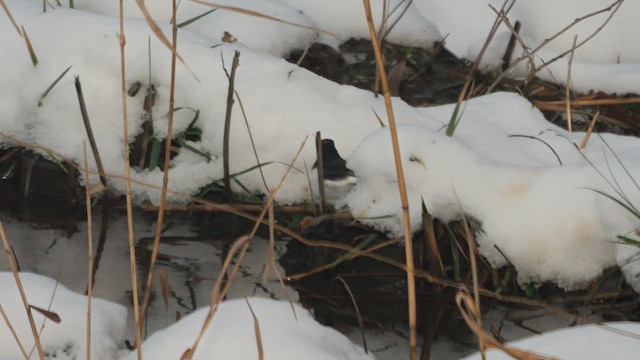 Japanese Wagtail - ML642330184