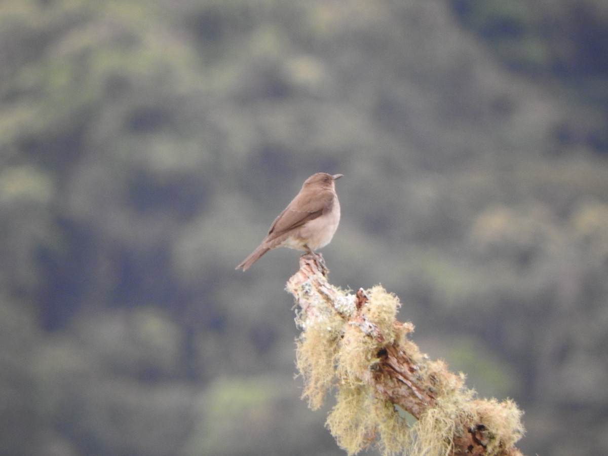 Black-billed Thrush - ML642330194