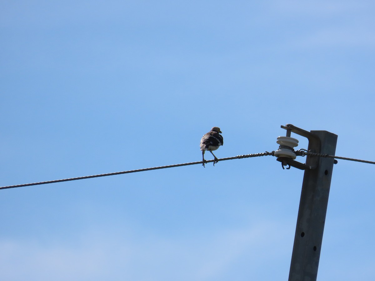 Black-collared Starling - ML642330199