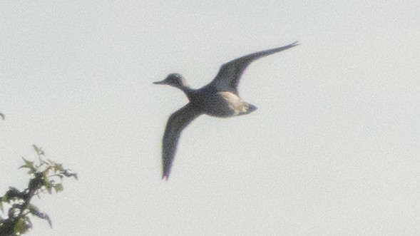 Green-winged Teal - ML642330210