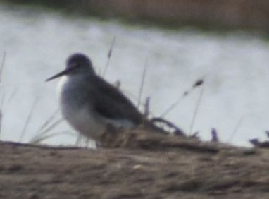 Kuliska (Tringa) sp. - ML642330220