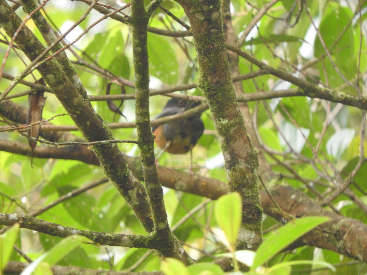 Chestnut-bellied Thrush - ML642330221