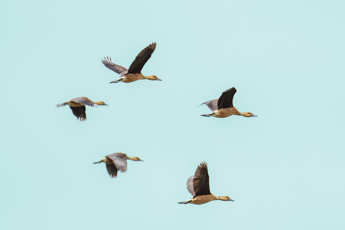 Fulvous Whistling-Duck - ML642330232