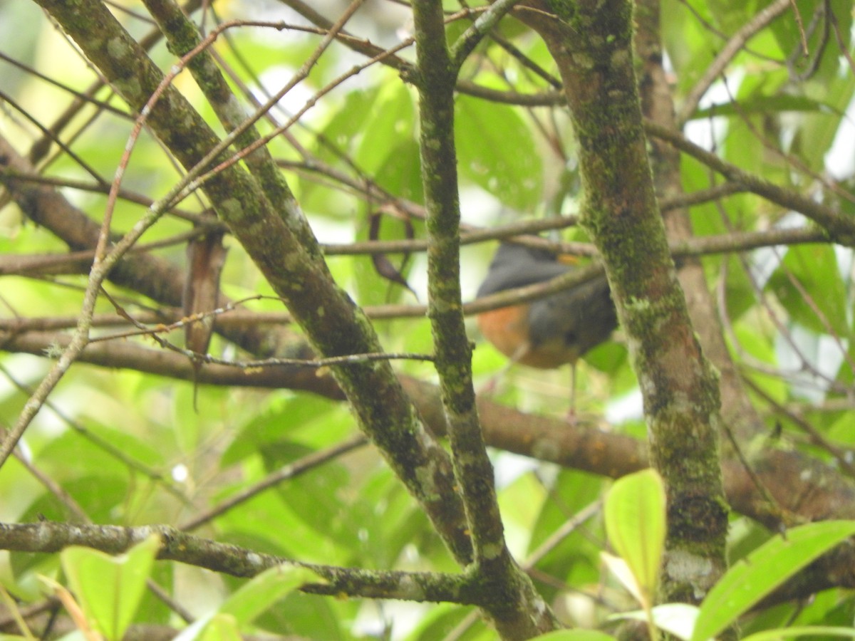 Chestnut-bellied Thrush - ML642330241