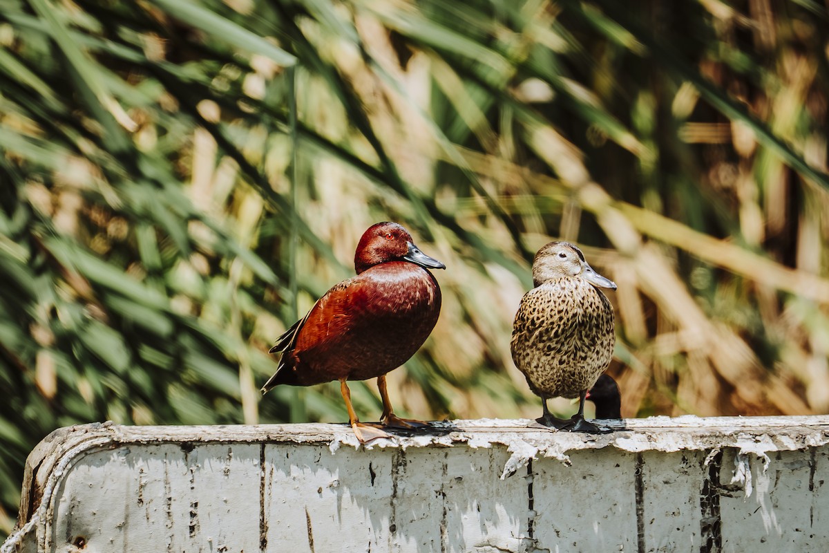 Cinnamon Teal - ML642330245