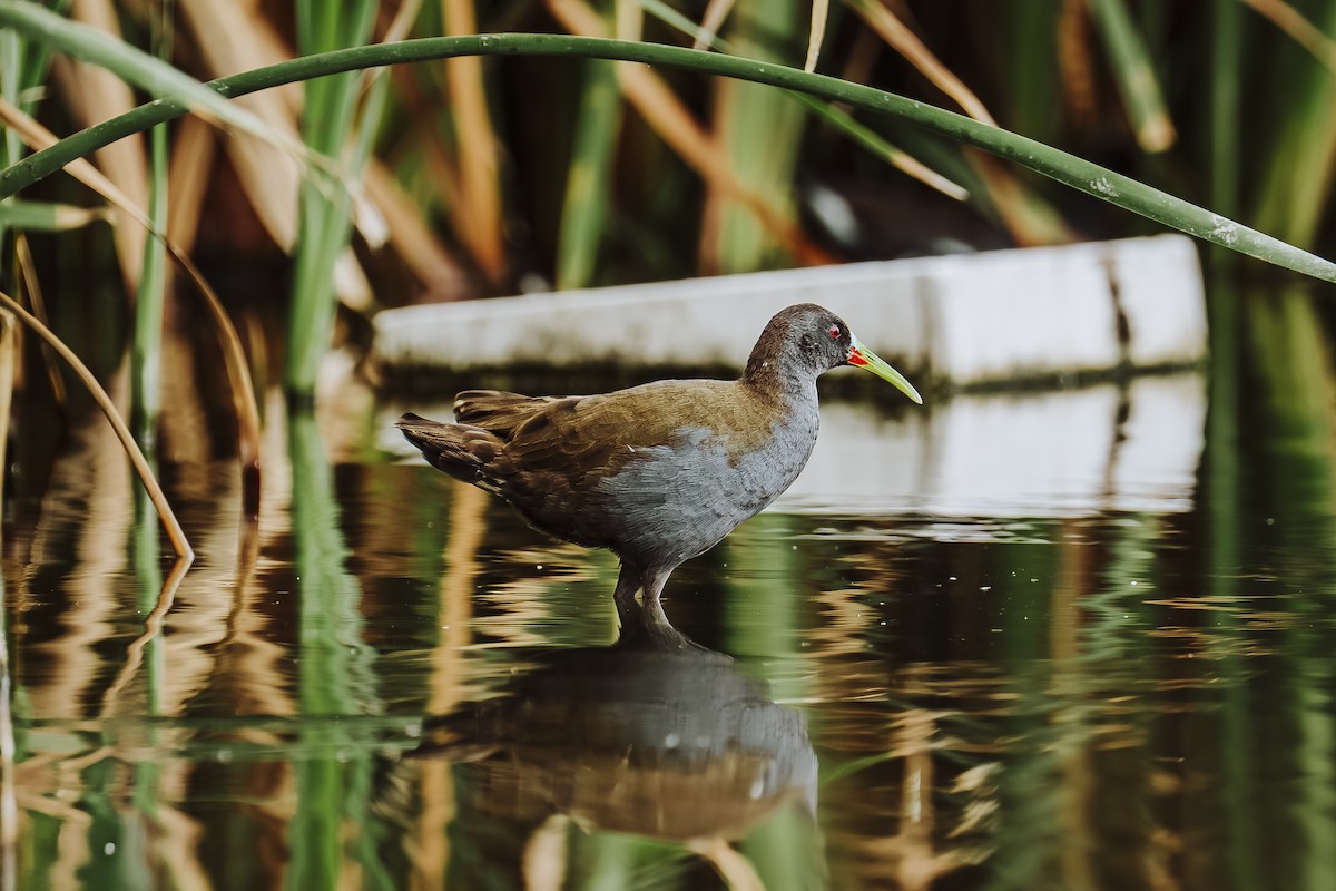 Plumbeous Rail - ML642330260