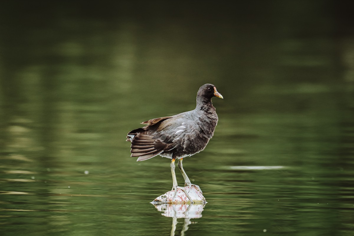 Common Gallinule - ML642330269