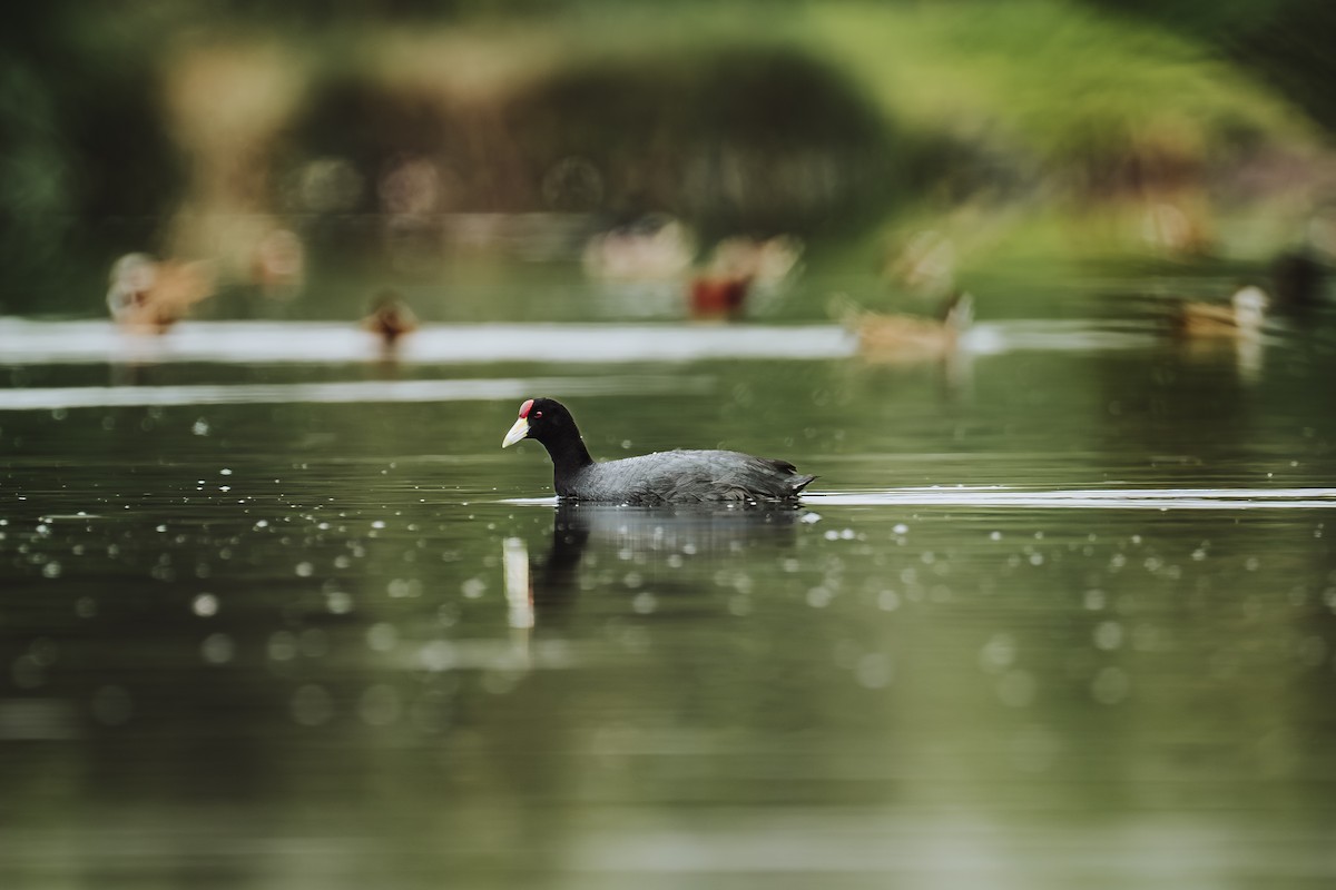Slate-colored Coot - ML642330276