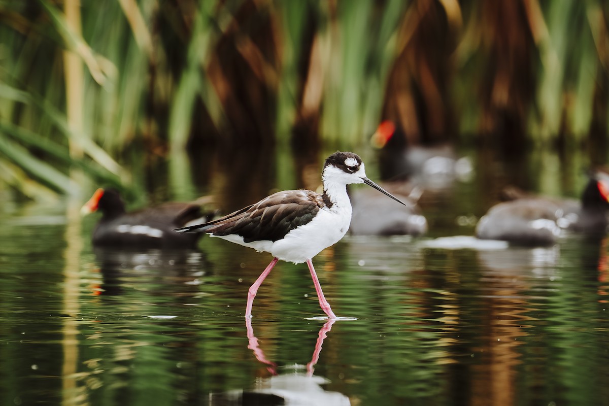 Black-necked Stilt - ML642330305