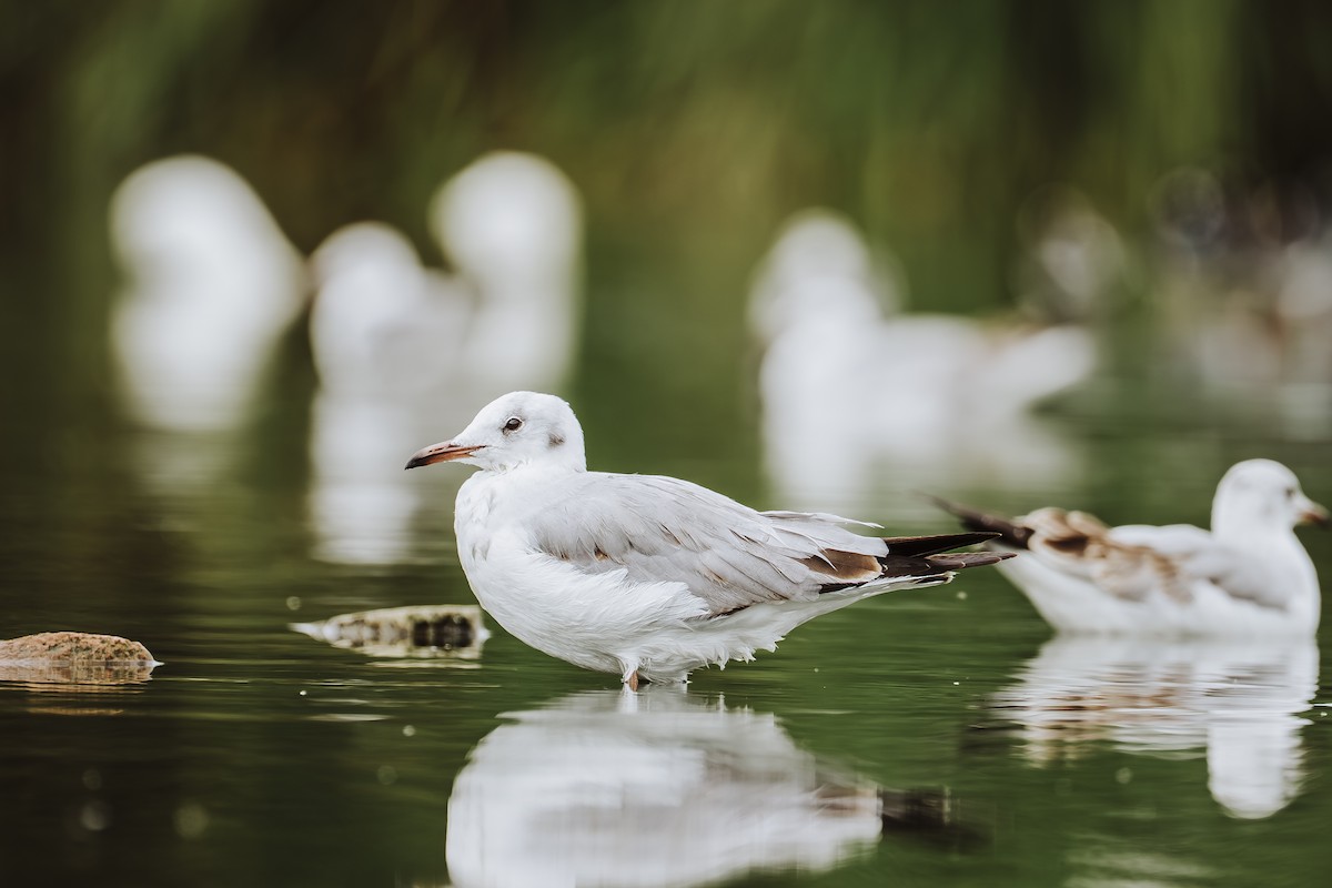Gray-hooded Gull - ML642330316