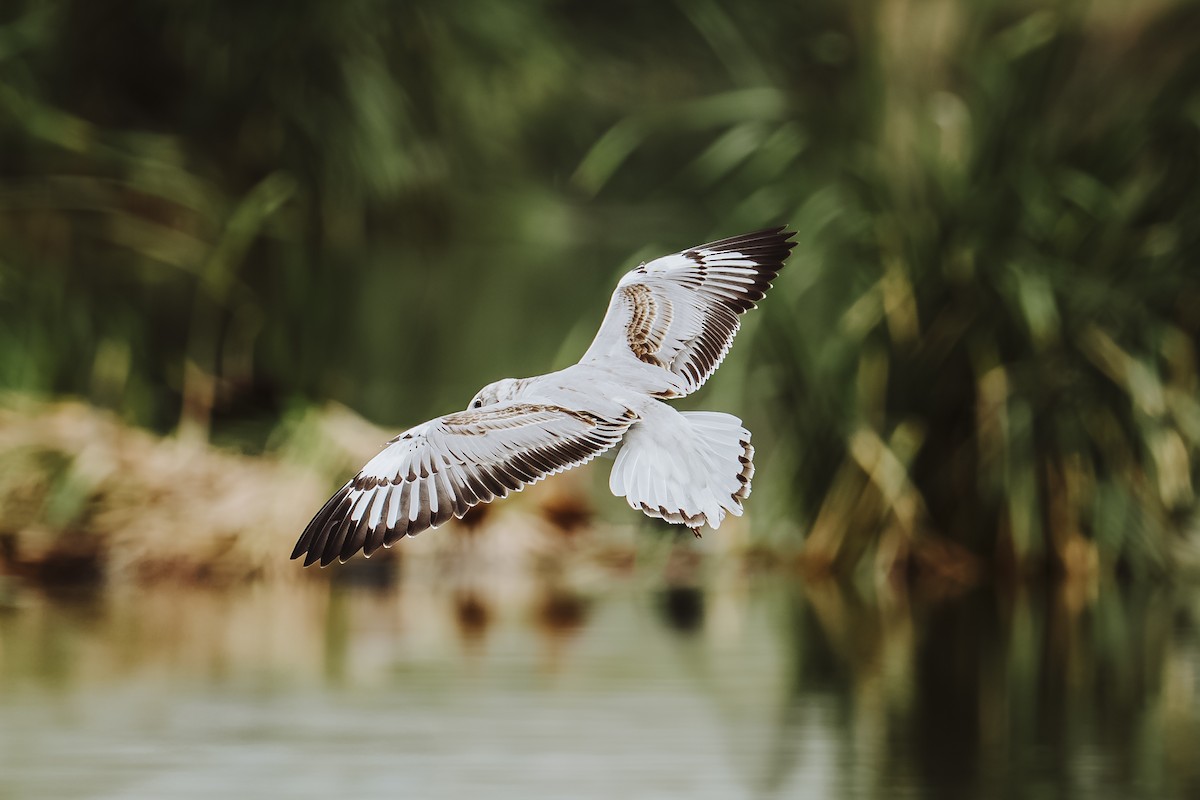 Gray-hooded Gull - ML642330317