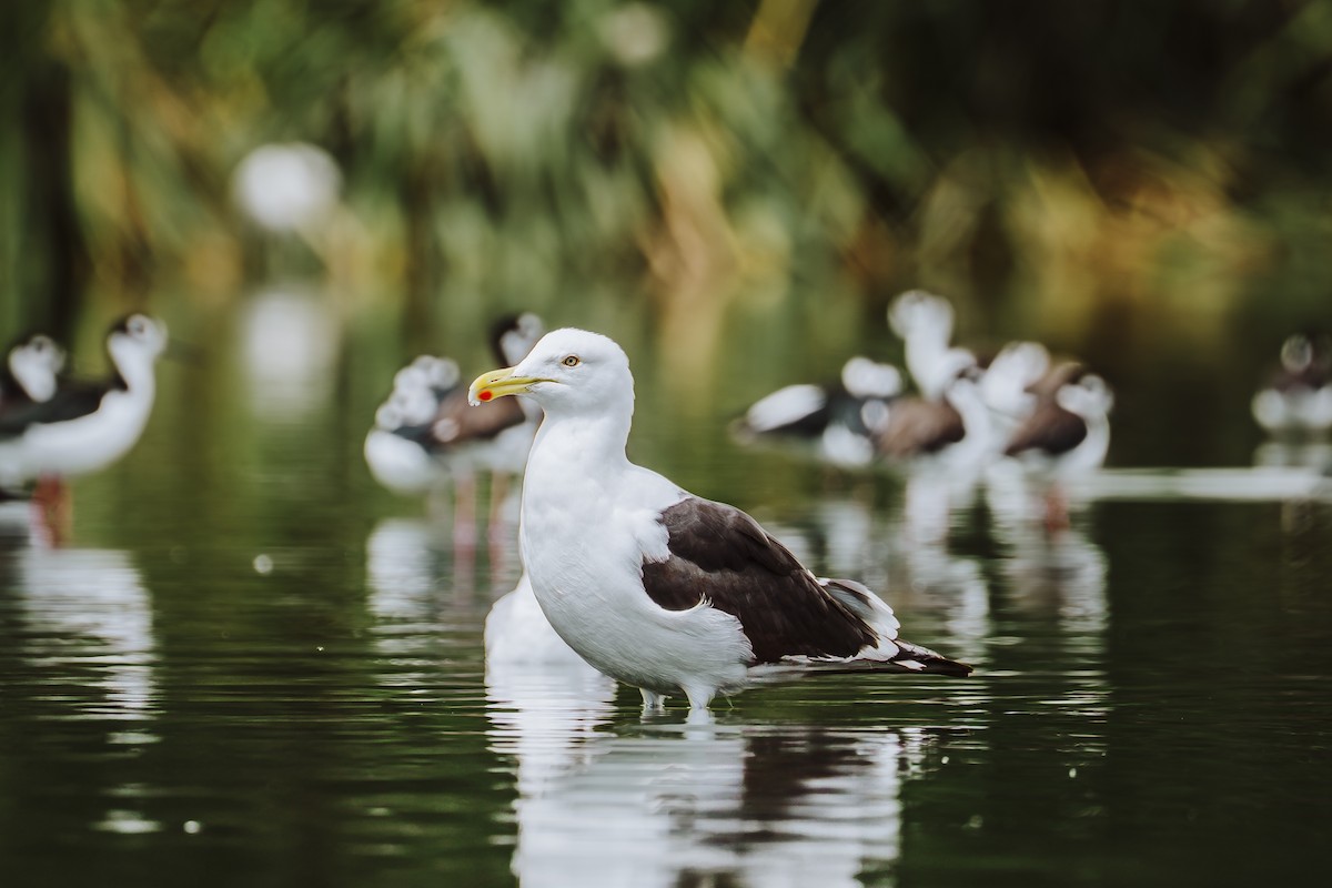 Kelp Gull - ML642330329