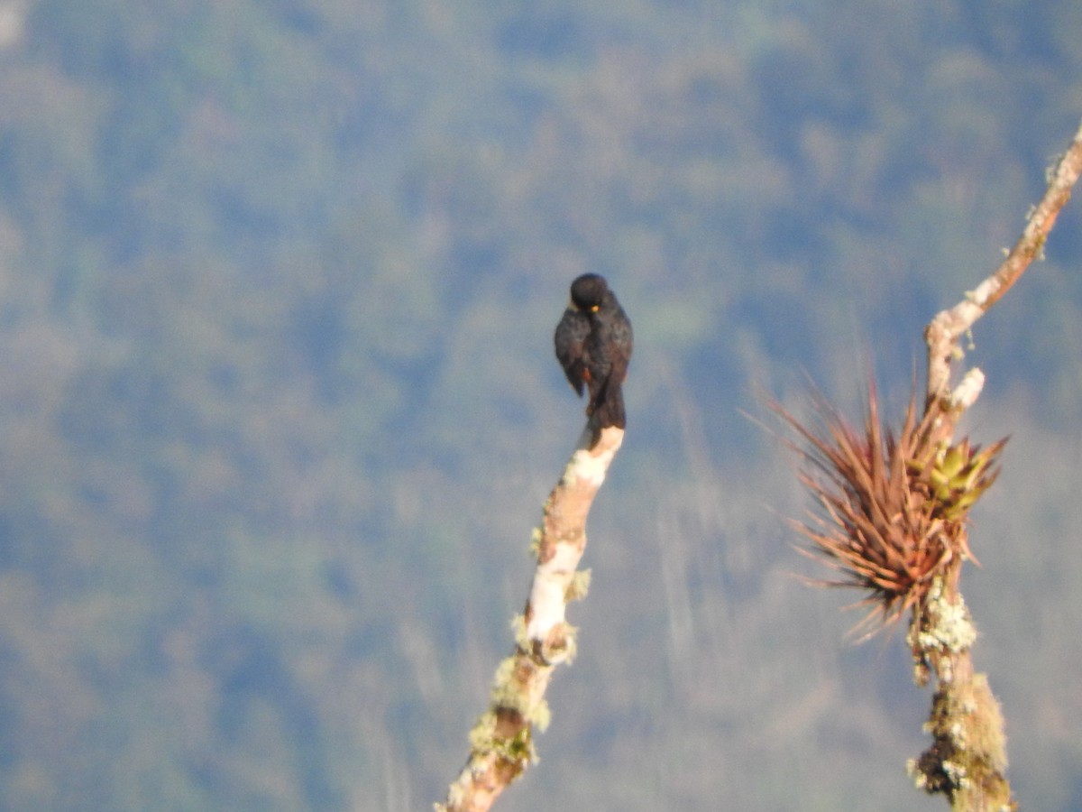 Bat Falcon - ML642330335