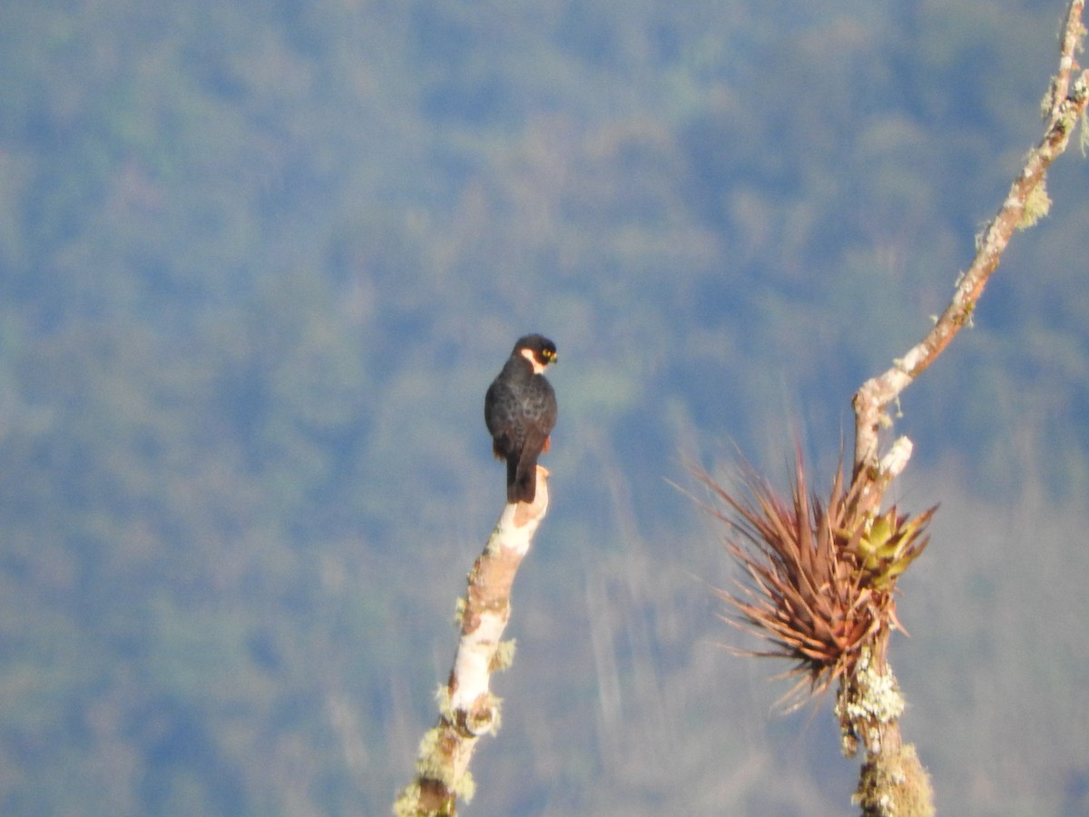 Bat Falcon - ML642330336