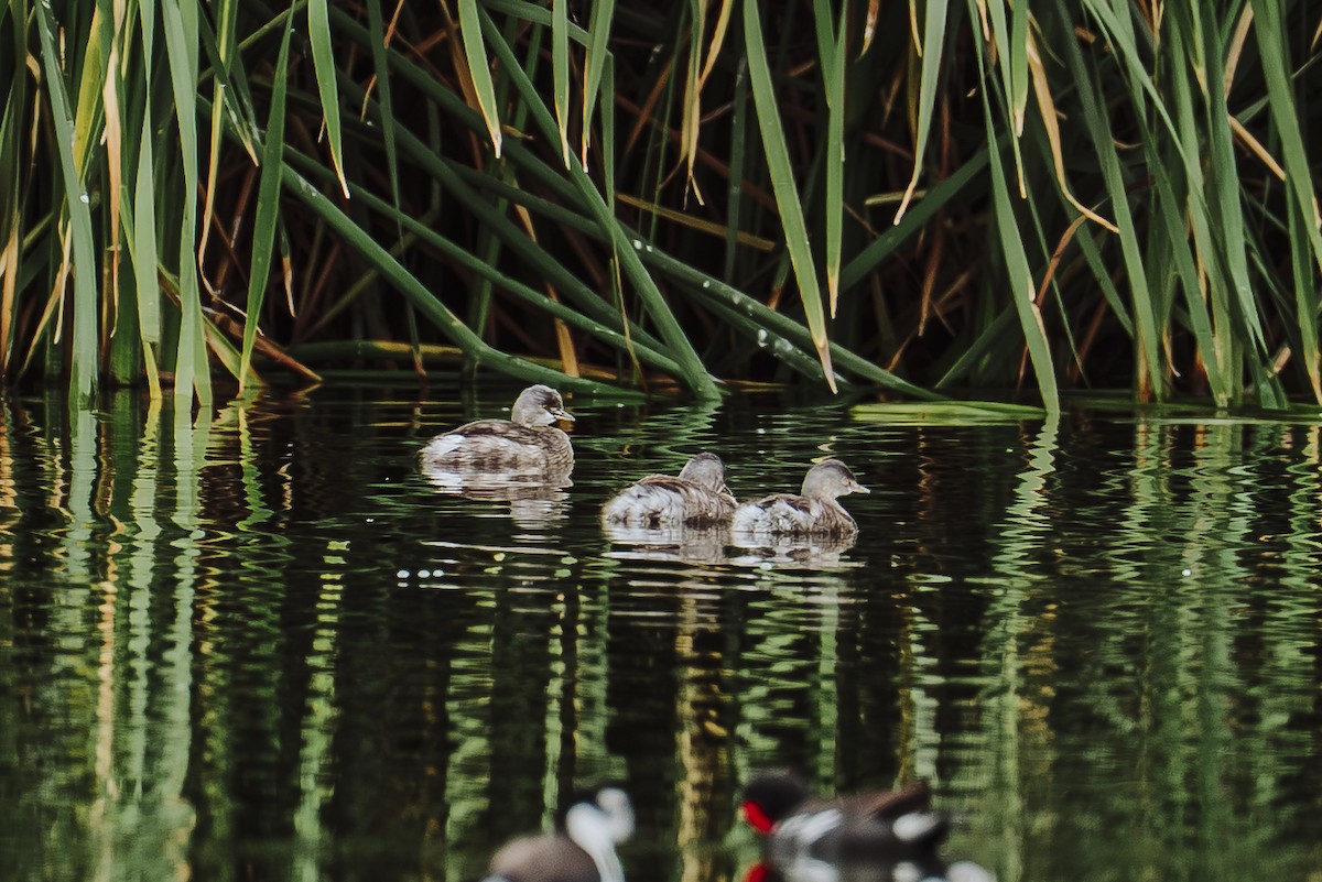 Least Grebe - ML642330343