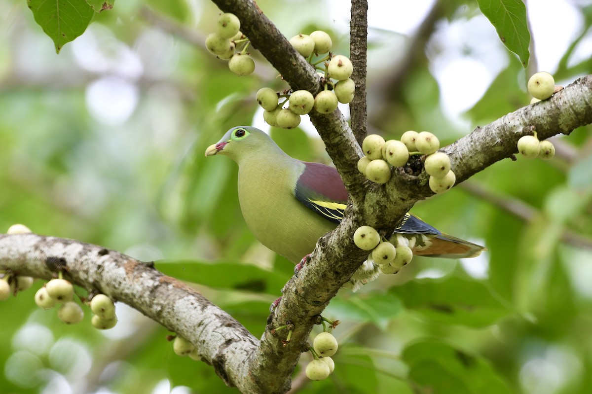 Thick-billed Green-Pigeon - ML642330345
