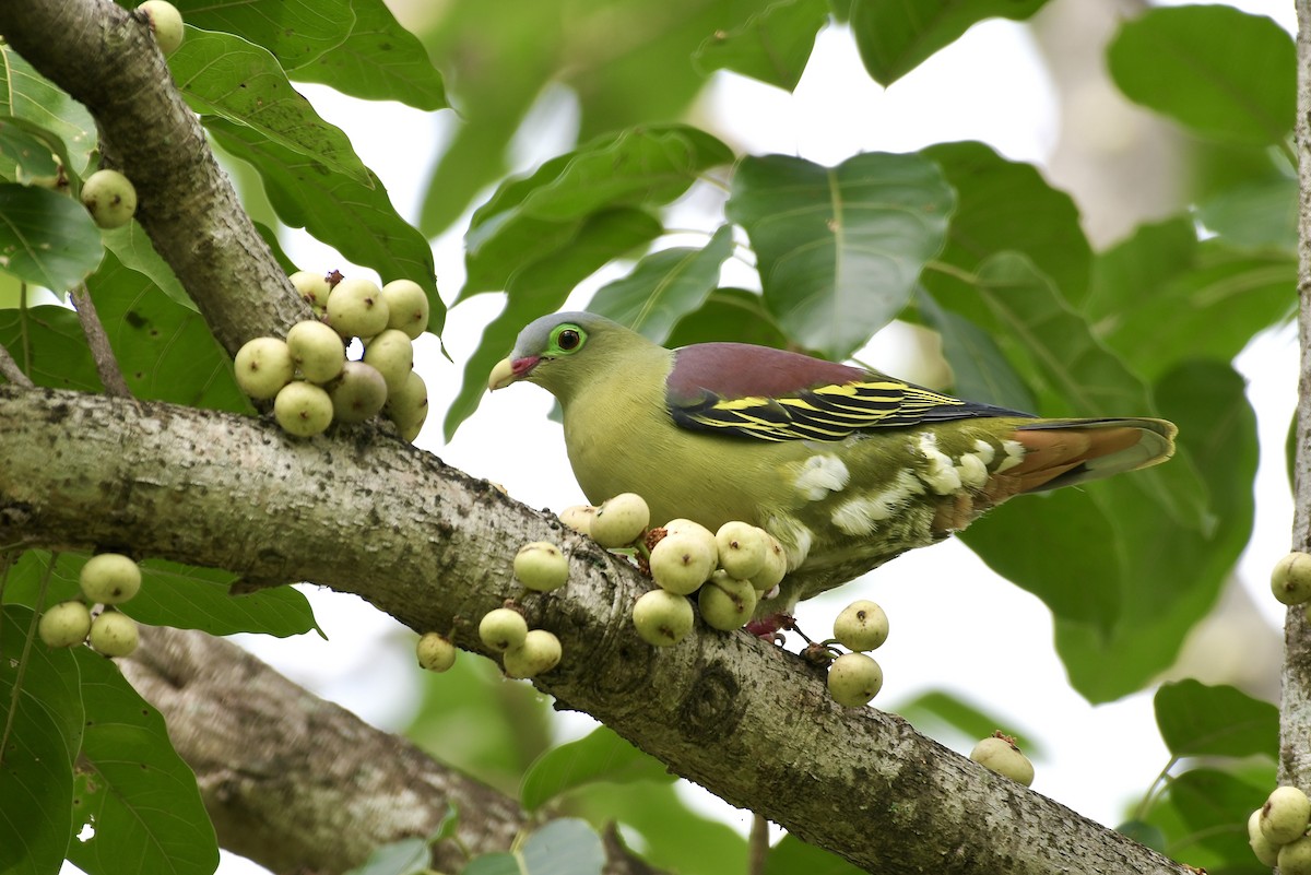 Thick-billed Green-Pigeon - ML642330347