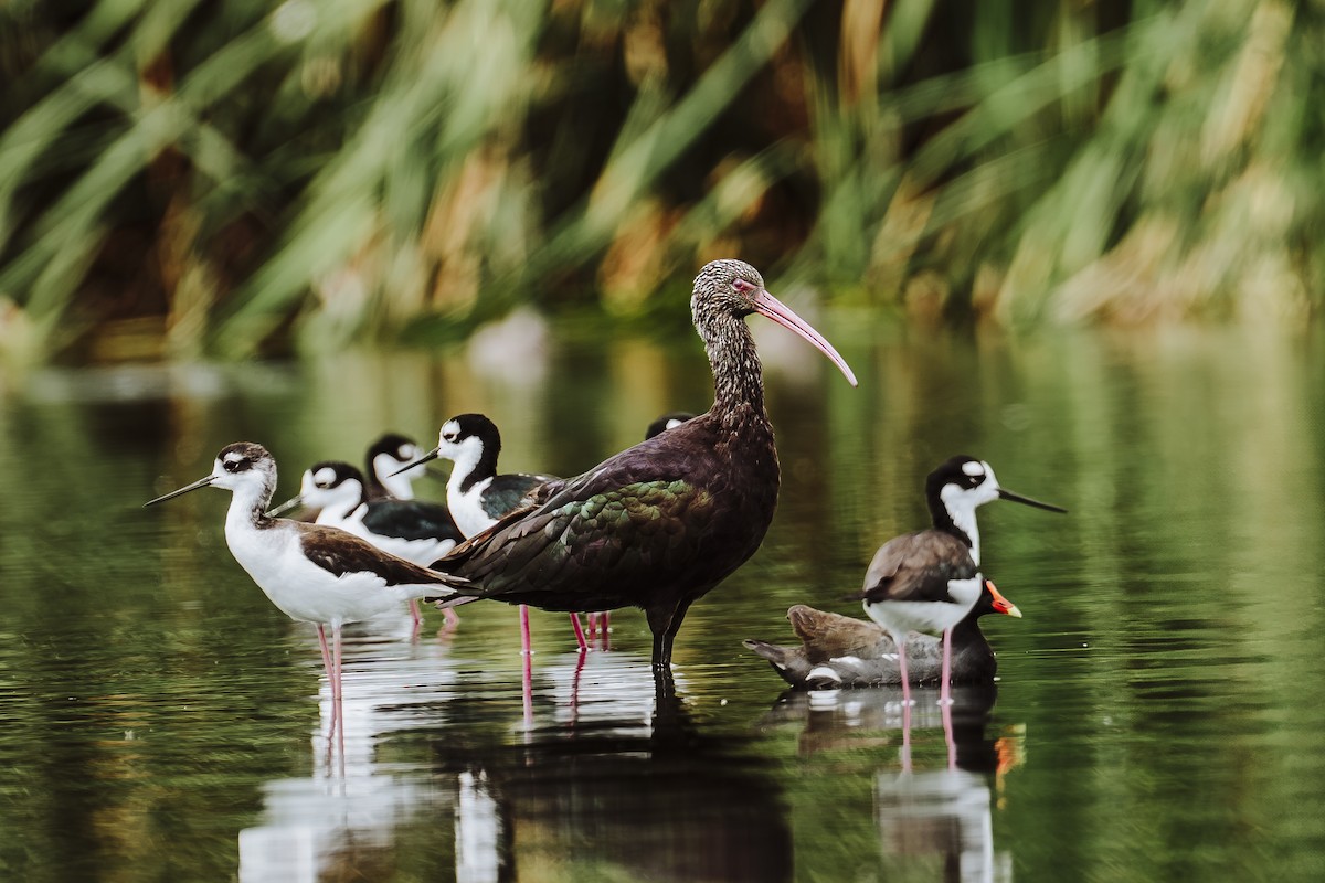 Puna Ibis - ML642330353