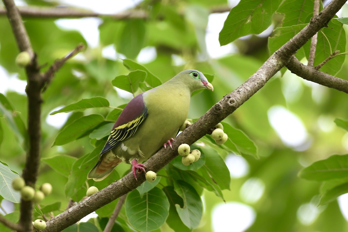 Thick-billed Green-Pigeon - ML642330368