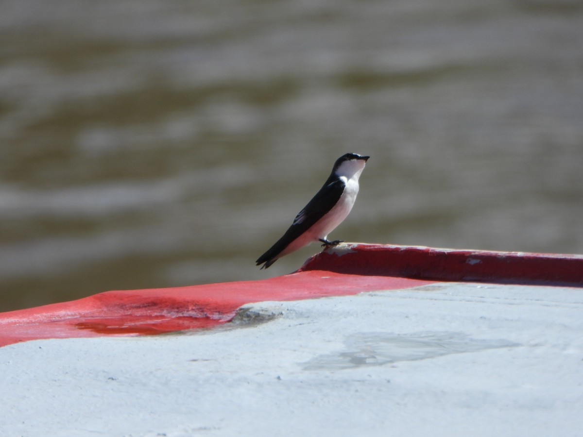 Mangrove Swallow - ML642330377