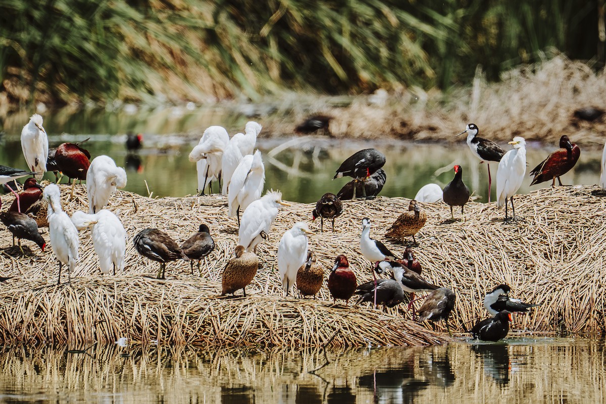 Western Cattle-Egret - ML642330401
