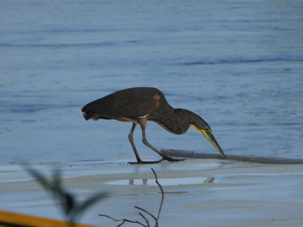 Bare-throated Tiger-Heron - ML642330422