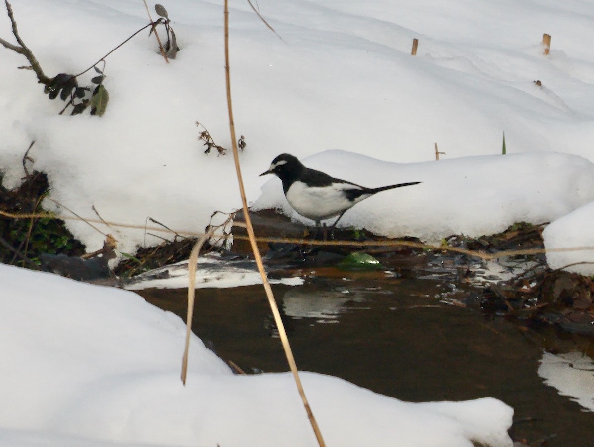 Japanese Wagtail - ML642330424