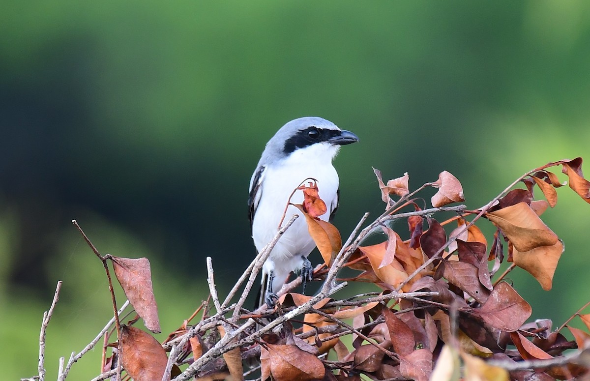 Pie-grièche migratrice - ML642330442