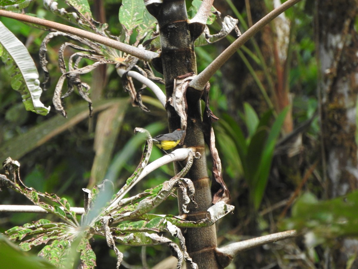 Slate-throated Redstart - ML642330455