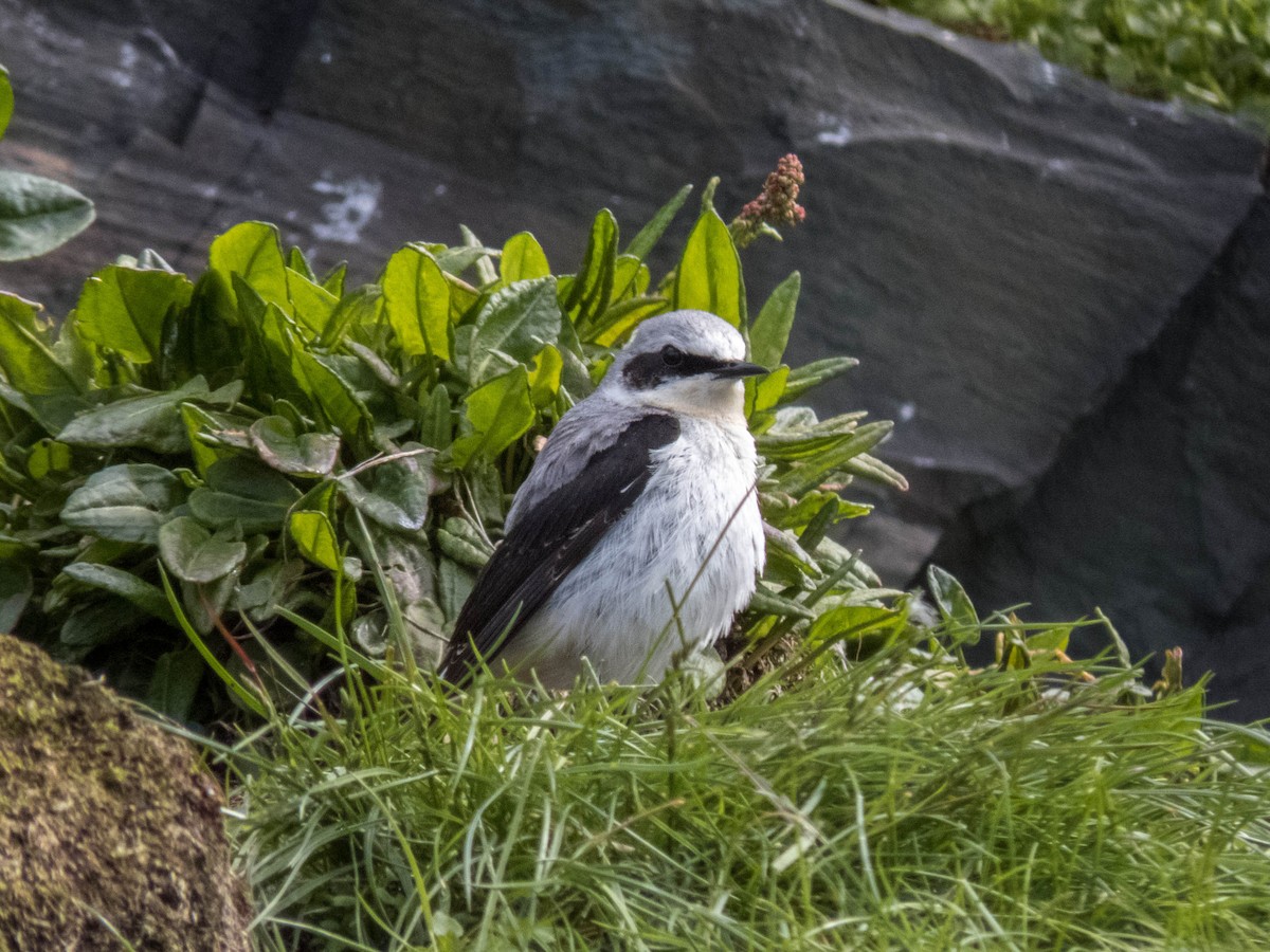 Northern Wheatear - ML642330456