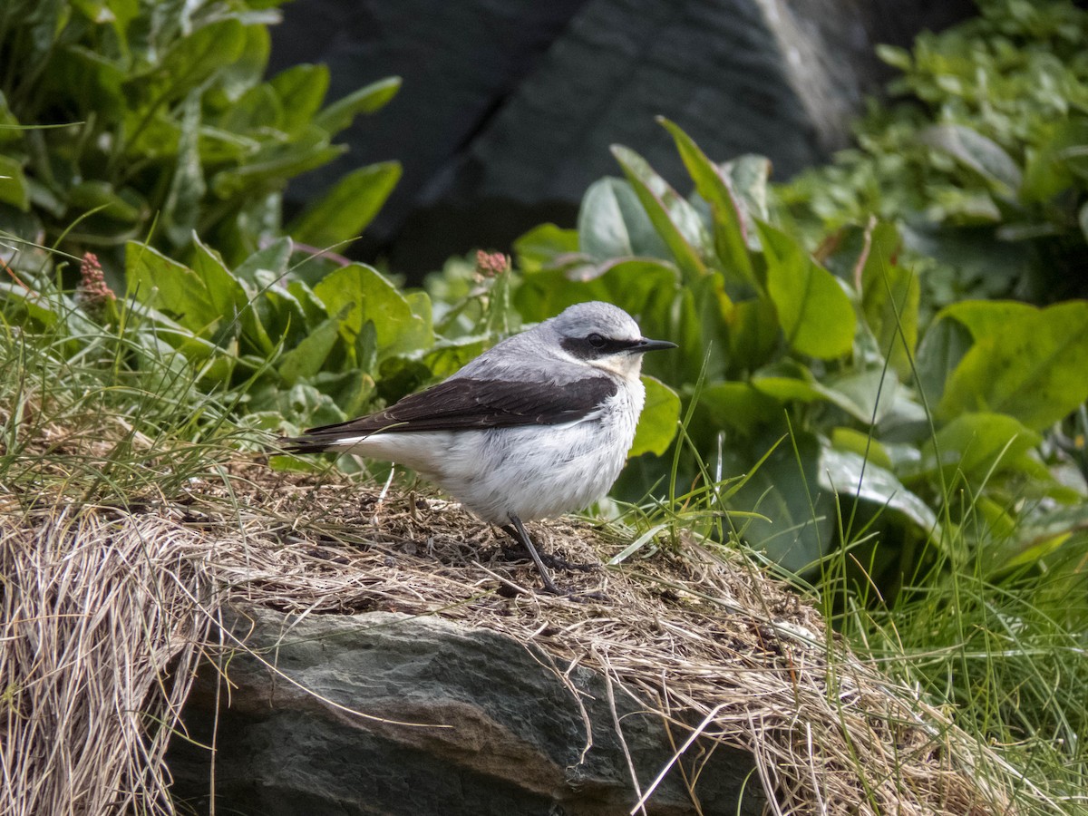 Northern Wheatear - ML642330459