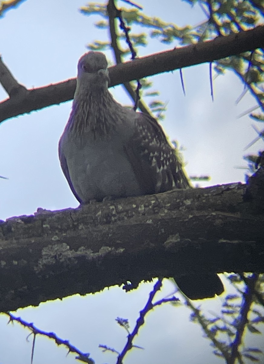 Speckled Pigeon - ML642330463