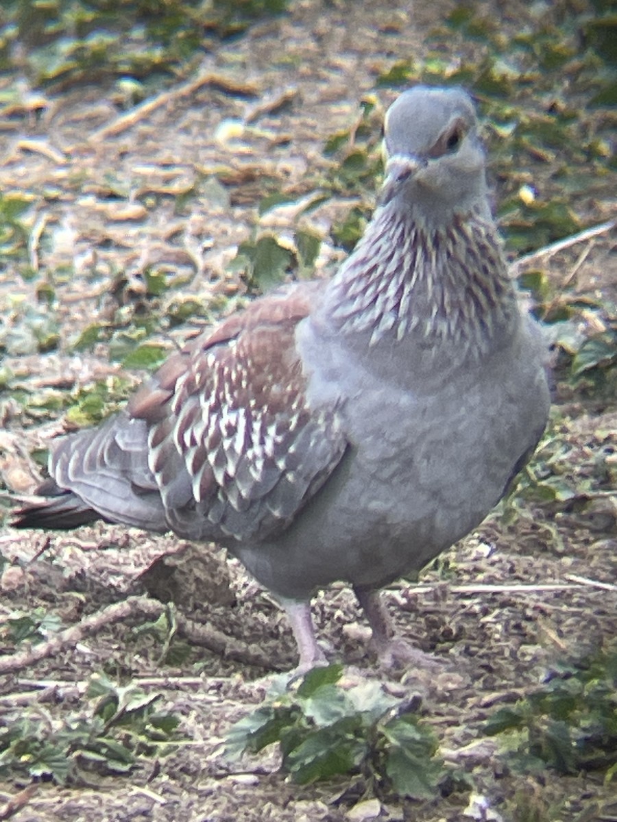 Speckled Pigeon - ML642330464