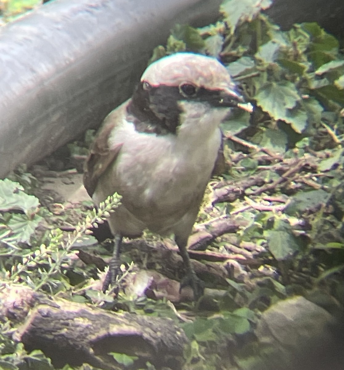 White-rumped Shrike - ML642330472