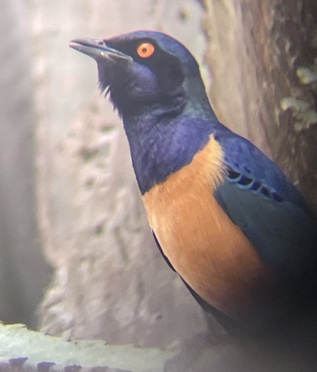 Hildebrandt's Starling - ML642330496